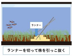 ヘアーグラスショート　トリミング2